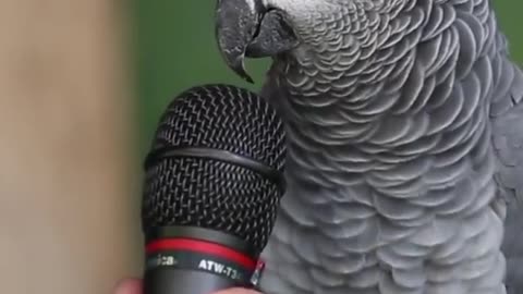 The most genius parrot in the world