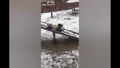 Cute panda sliding on the ramp 🐼❤️#funny video 😂😂