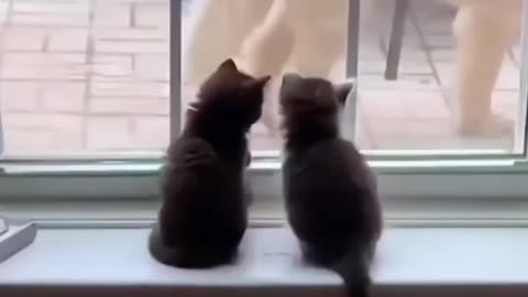 Funny and Cute Cats Videos #257