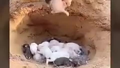 The birth of rabbits
