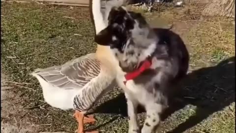 Dog and Goose Are Befst Friends!