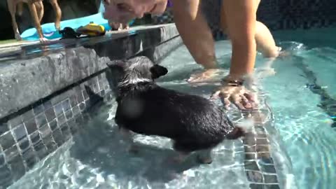 Teaching your dogs how to swim