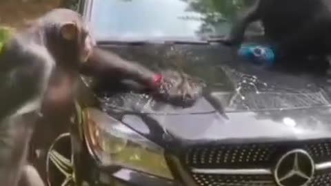 Funniest Animal Car Clening ! best animals video 2022 ! #