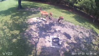 Baby deer July 2021