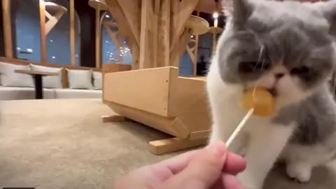 Kitties sharing lollipop!