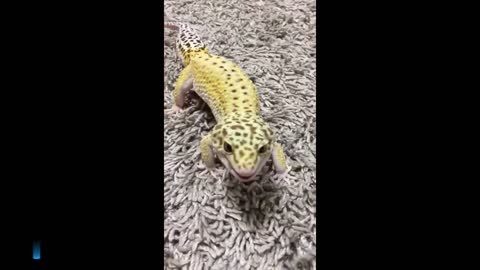 Cute Leopard Gecko Craving treats!🤩VERY CUTE 😂 # shorts