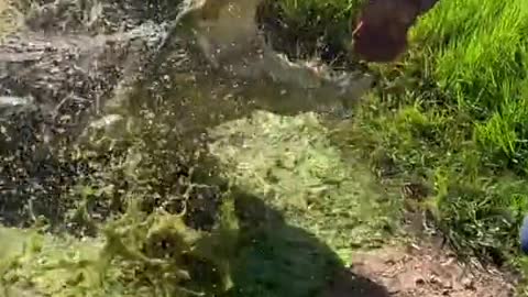 DANGEROUS CROCODILE 😱 IT'S REALLY AMAZING