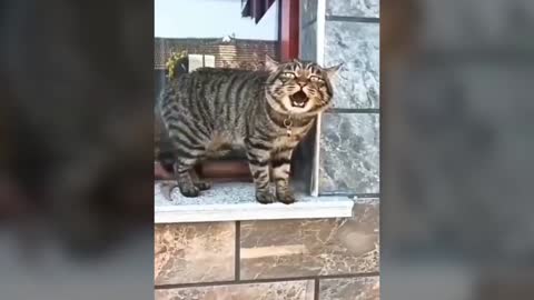 Amazing talking cats