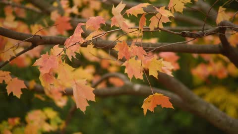 Wind Blows Through Leaves Of The Tree In Autumn