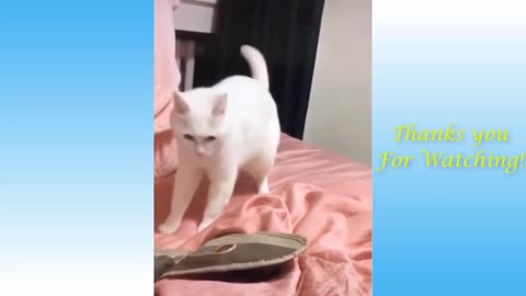 it's time to laugh with cats - funny cats videos 2021