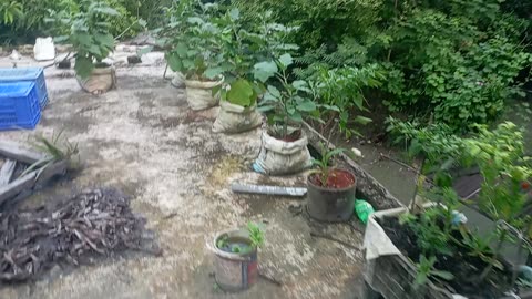 Roof garden in Bangladesh