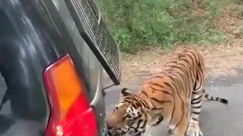 Tiger bites the rear bumper of the vehicle and drags it back by a few feet