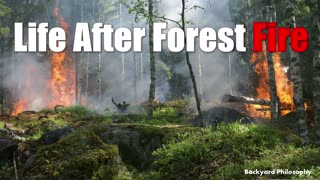 Life After Forest Fire