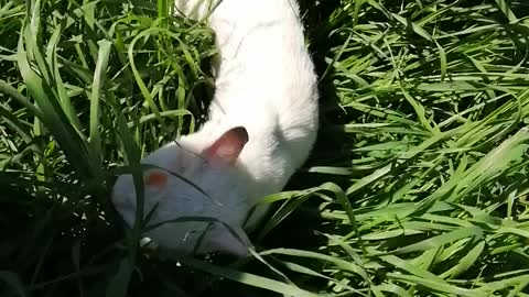 Beautiful white cat playing in the planting