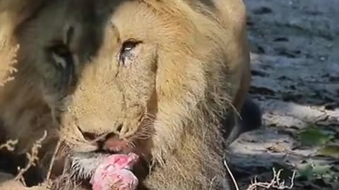 Lions Feeding Time - the lion feeds #Shorts
