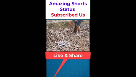 Snakes Group Found by Amazing Shorts Status#shorts #trending #Trend #viral