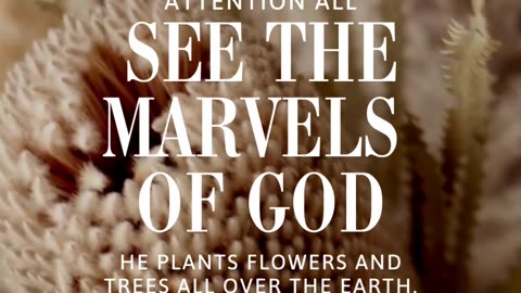 See the marvels of God