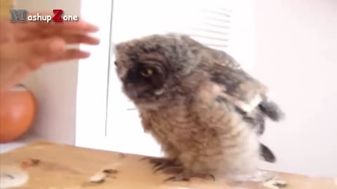 A Funny Owls And Cute Owls -- NEW