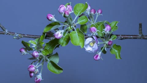 [4K] Time-Lapse_ Flower Blooming