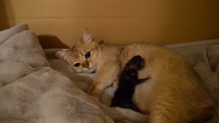 Mother Cat Mimi Giving Birth to 3 kittens