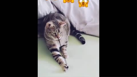 Funniest cats and dogs videos - Best of the 2022 funny animal videos
