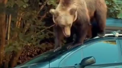 Russian Bear Shows Off His Amazing Tricks