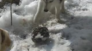 Husky and Labrador in the forest attacked a hedgehog.