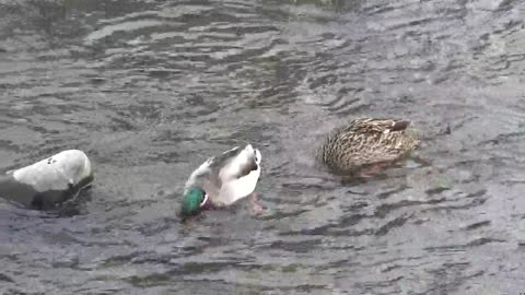 Ducks on the American River