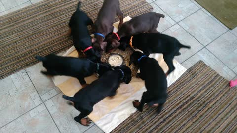 This Litter Of Puppies Enjoying Dinner Is Wheely Adorable