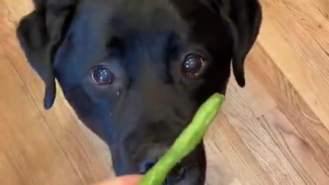 This Dog love's his Veggies