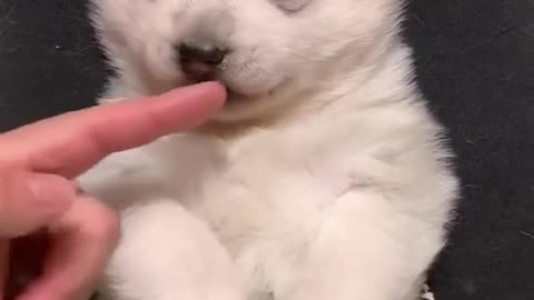 Cute Sleepy Husky Puppy