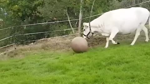 cow playes with pilates BAll