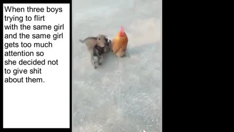 Dog and Hen funny video | dog fight hen video | funny Animal video