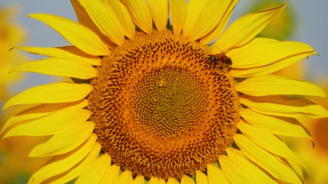 Close zoomed in view of sunflower, Bee flying around sunflower