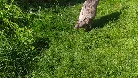 My Flora -indian runner duck 🦆, or 🐧 duck