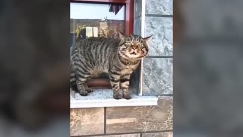 CUTE CATS TALKING WITH THEIR HUMANS