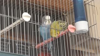 Love birds playing together