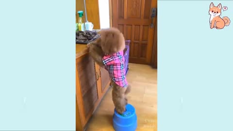 Funny DOG Videos. Try not to laugh, It's non-stop fun. Enjoy Yourself