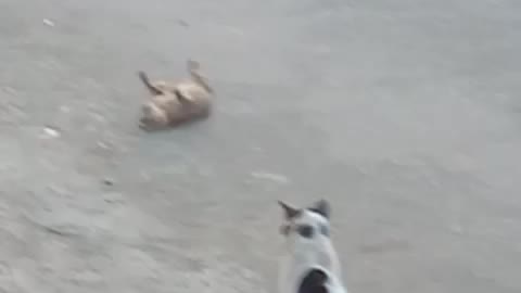 Female cat attracts male cat