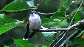 Hummingbird