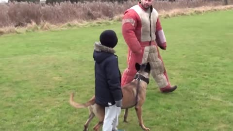 protection dog training