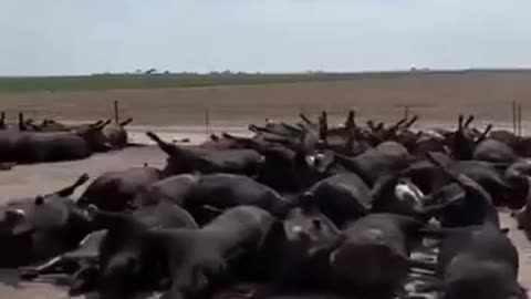 10,000 dead cattle in Kansas
