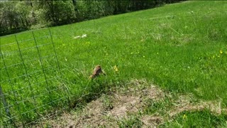 Fearless Fawn Gets Friendly