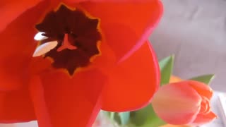 tulip