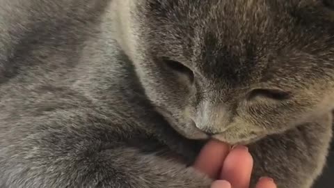 Cat licking Onwer's hand for loving her