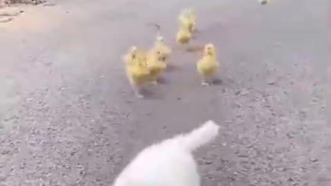 Cute And Funny Dog Chased By Duckling | Puppies | Lovely Pets