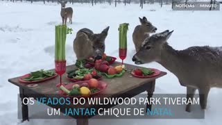 Zoológico prepara jantar de natal para veados