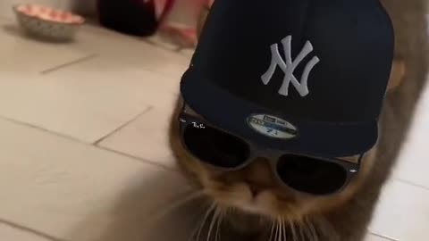 Cute cat gangster vibes 😎😺 fat cat 🐈