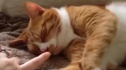 cute cat sleeping video