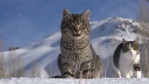 1- Cats: Couple cats in the snow